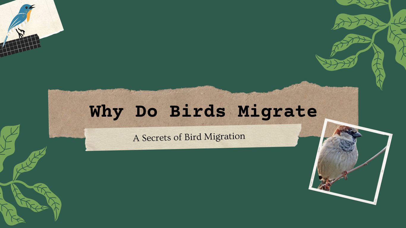 why do birds migrate