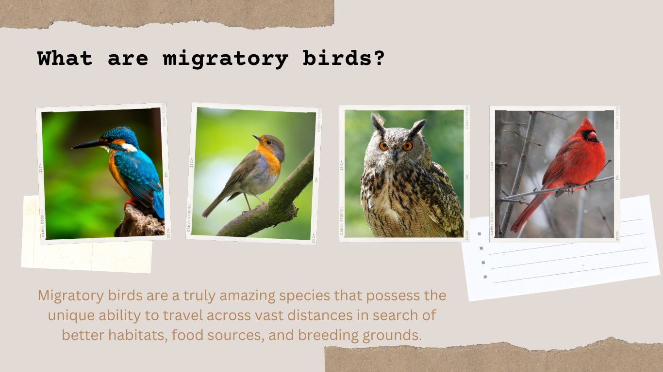 what are migratory birds