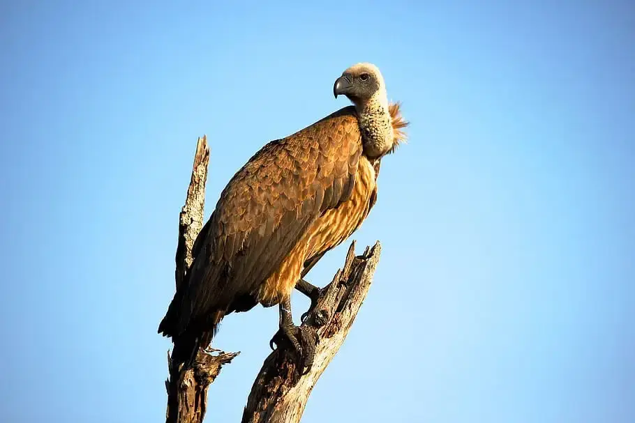 Indian-Vulture