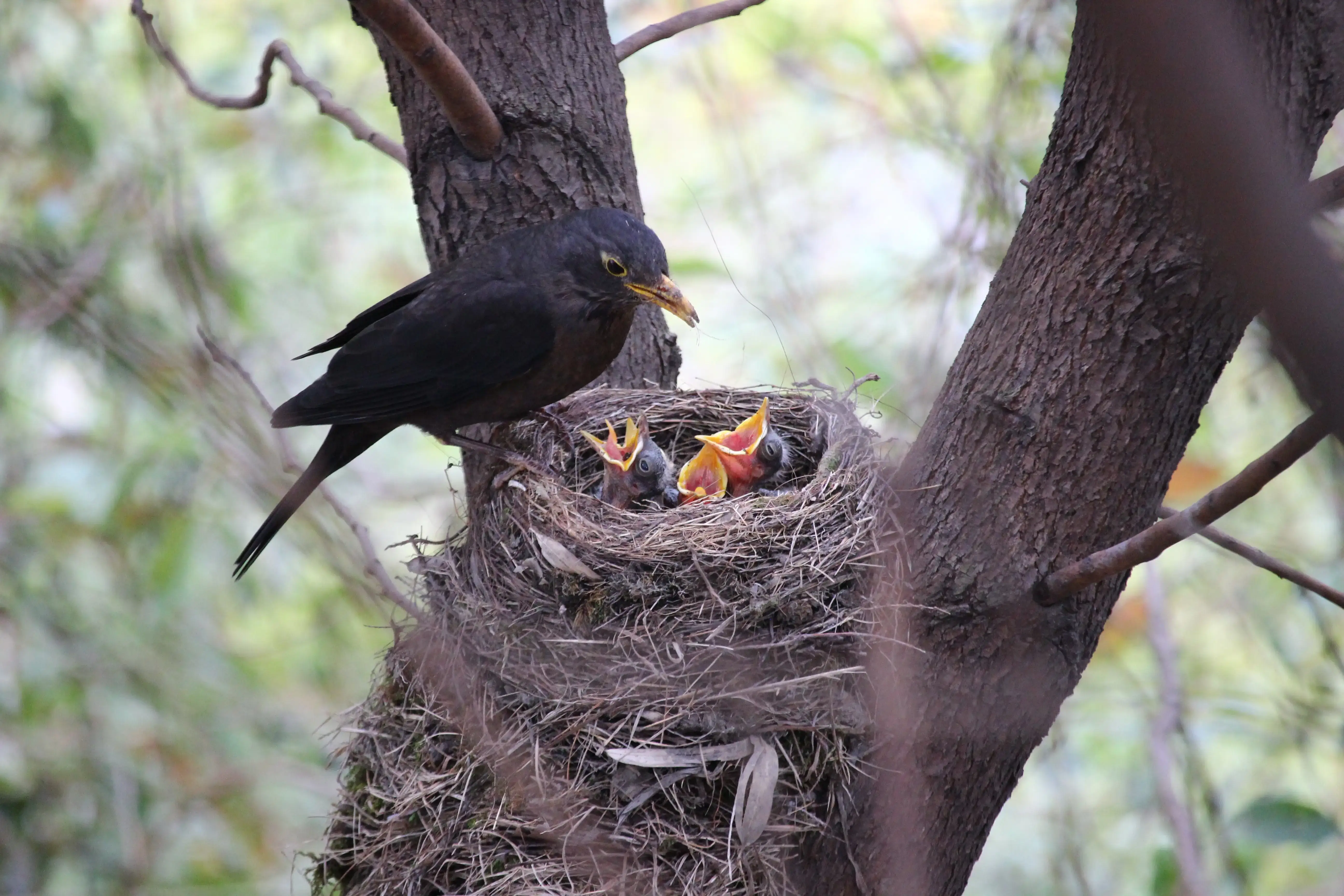 best parents in the world | birds fact | walk into the wild