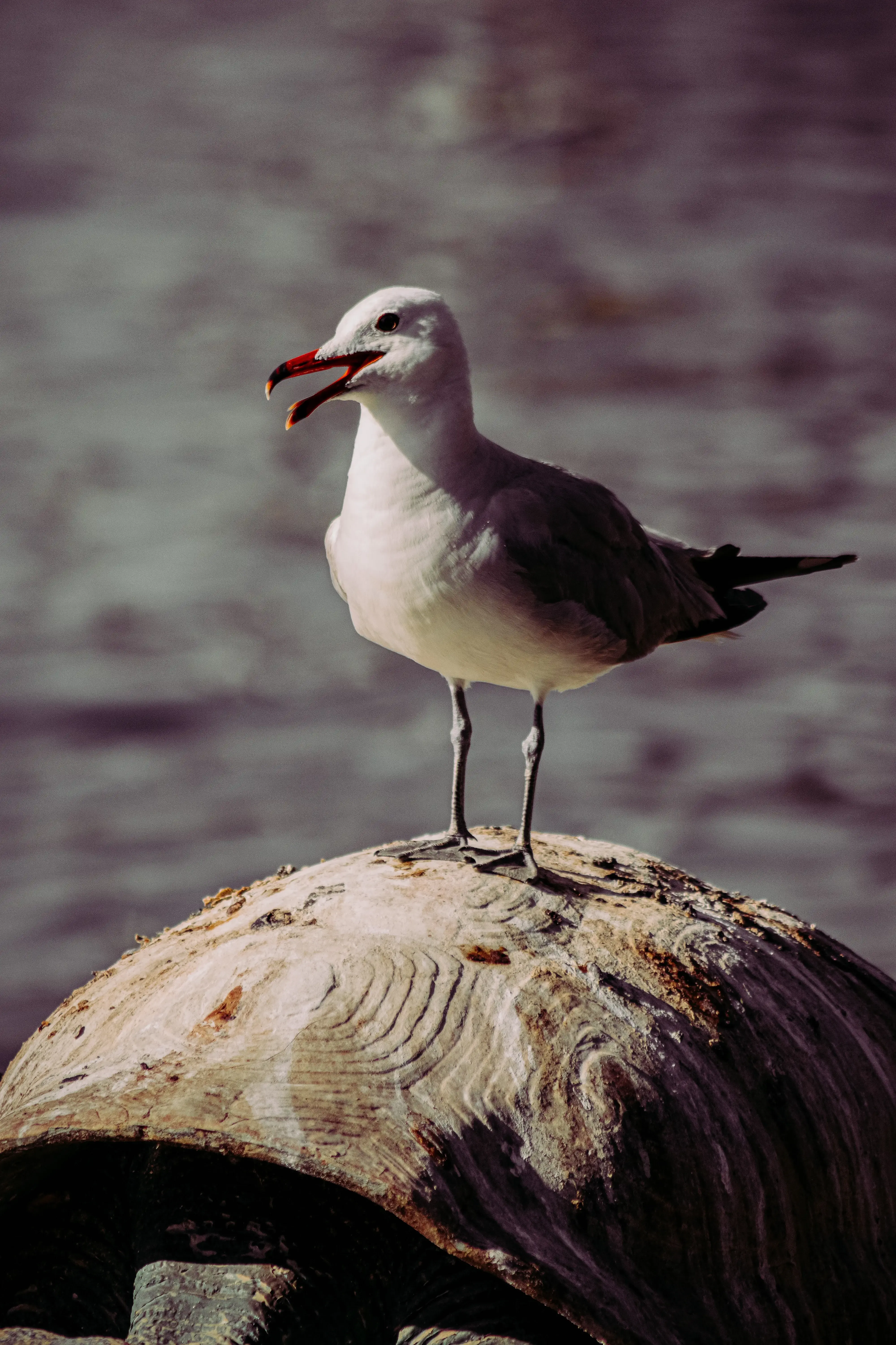 talking birds, birds fact