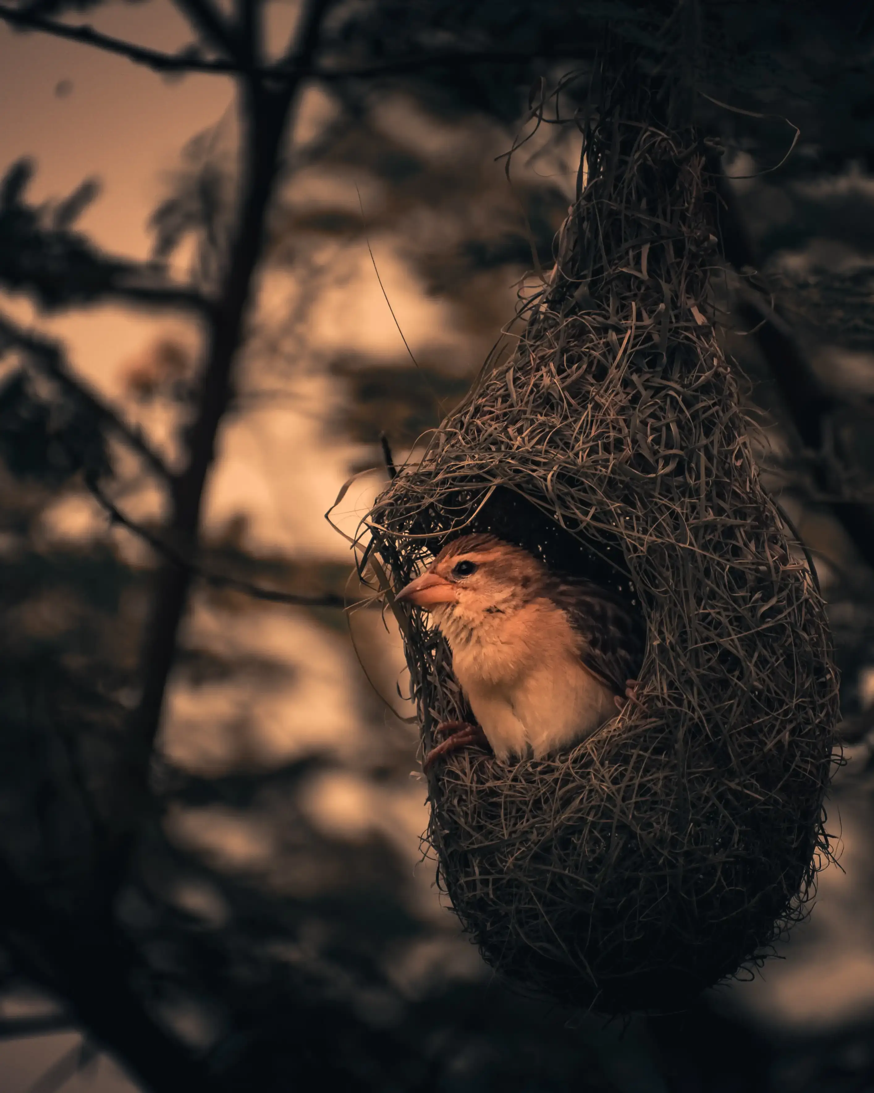 bird nest, birds fact