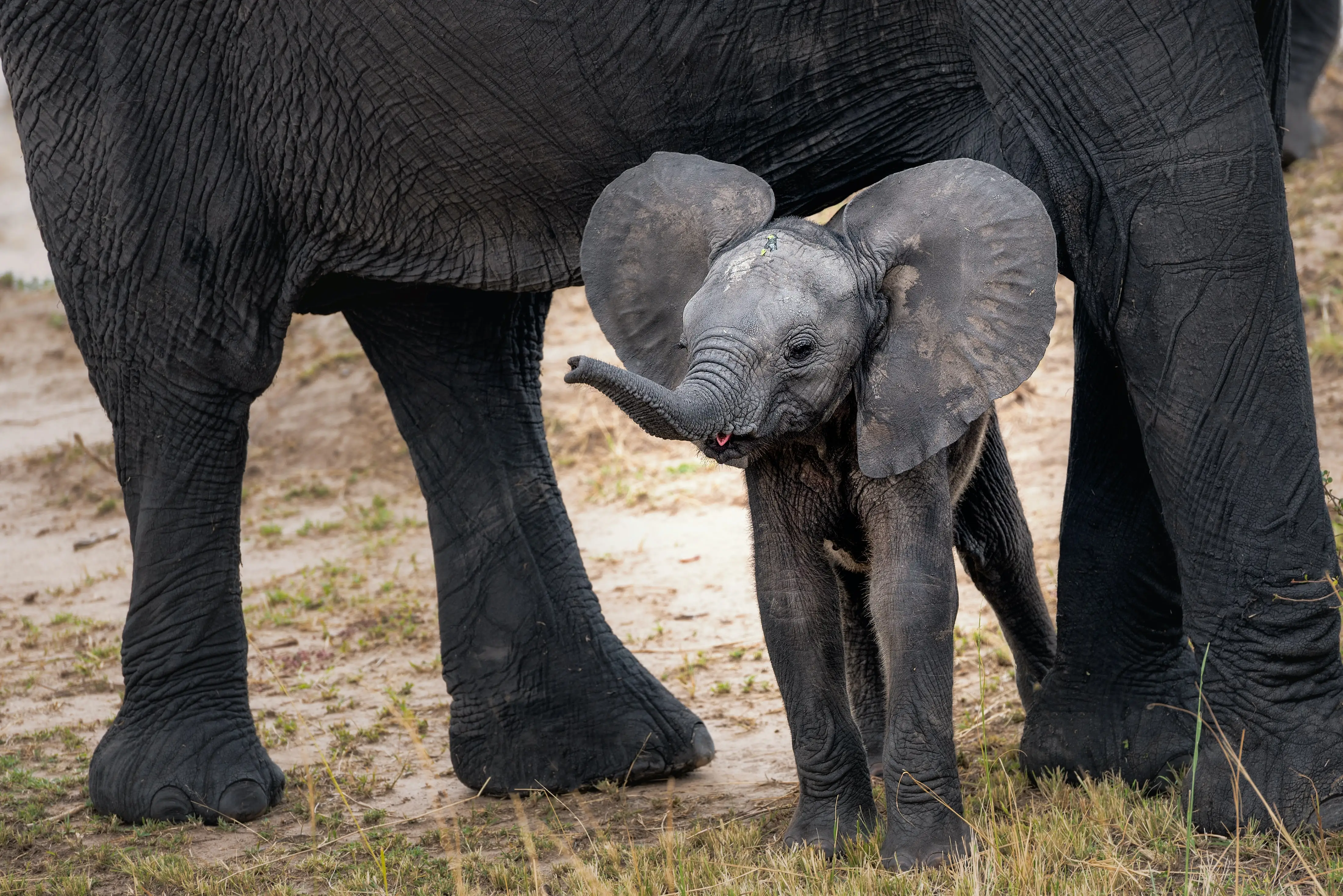 small elephant cub playing