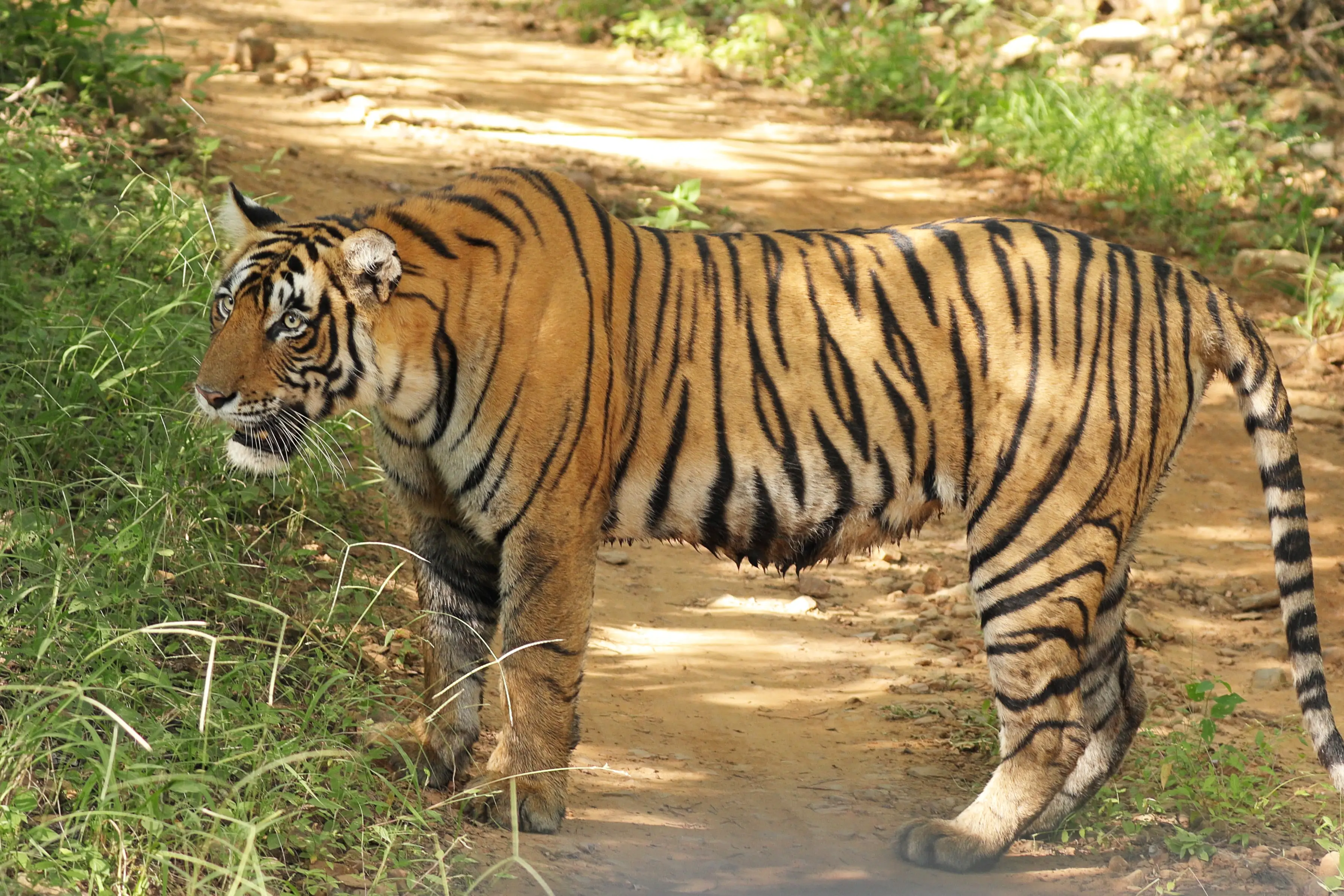 tiger in ranthamnore national park