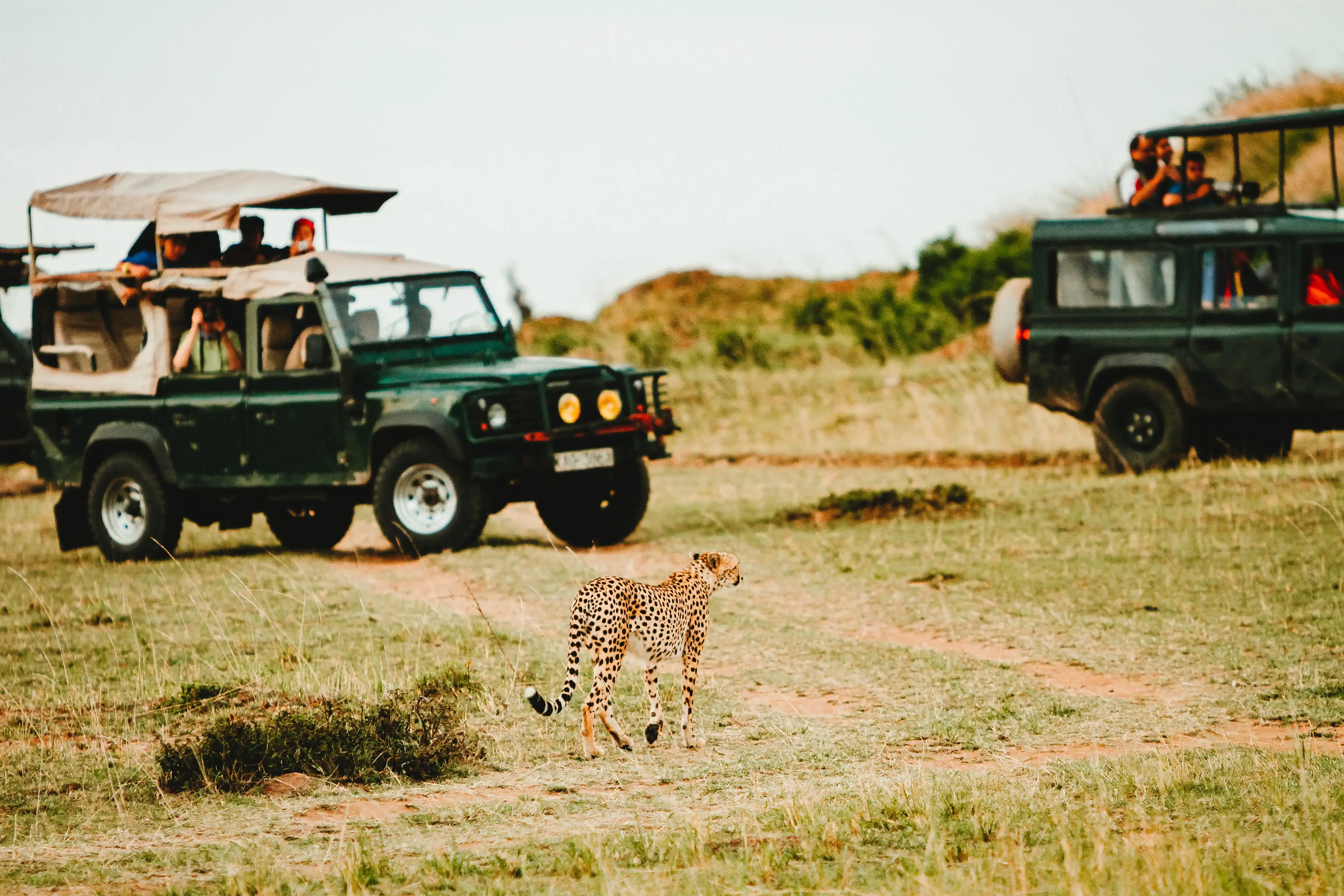 tiger safari jeep