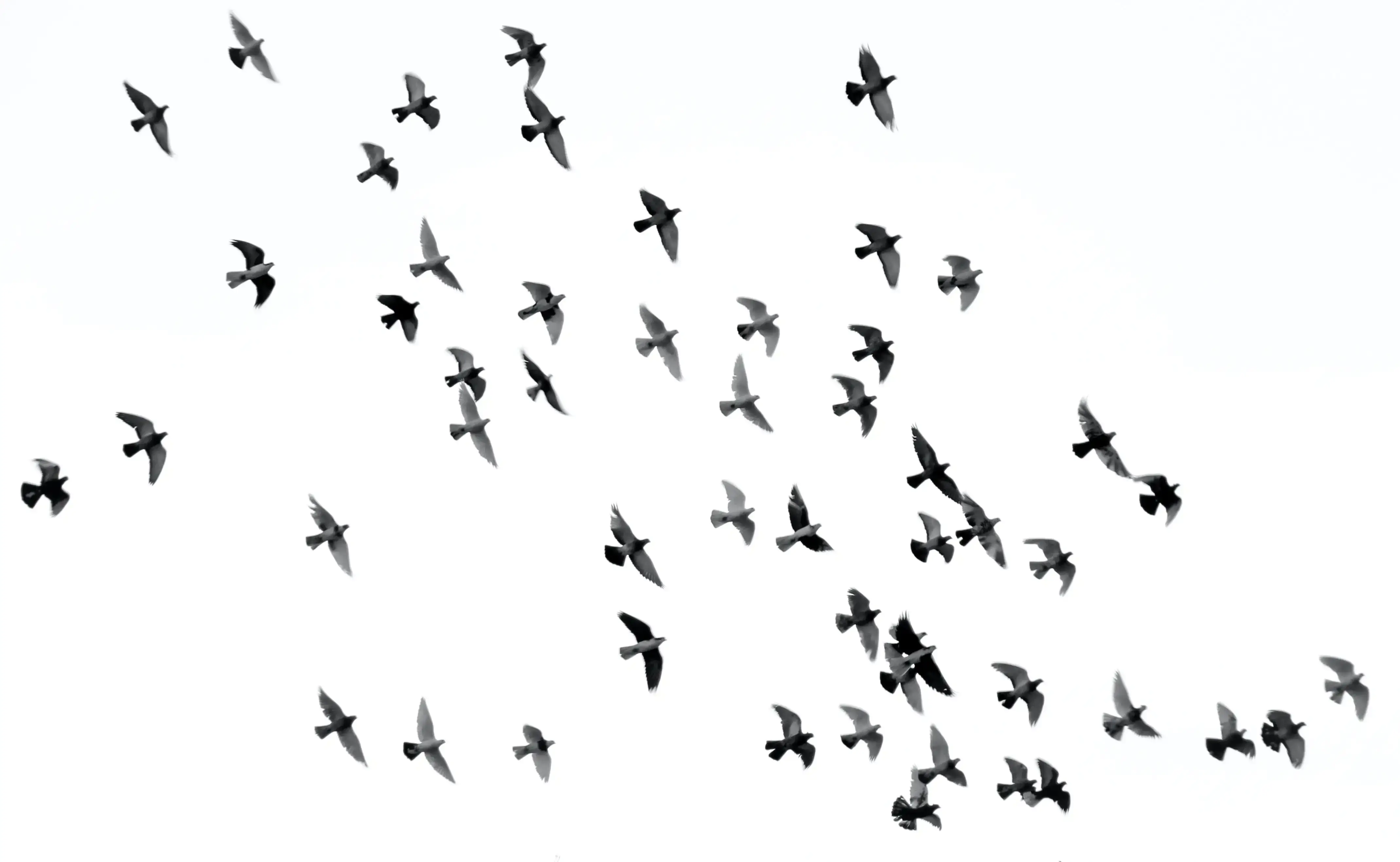 flying birds | birds fact | walk into the wild