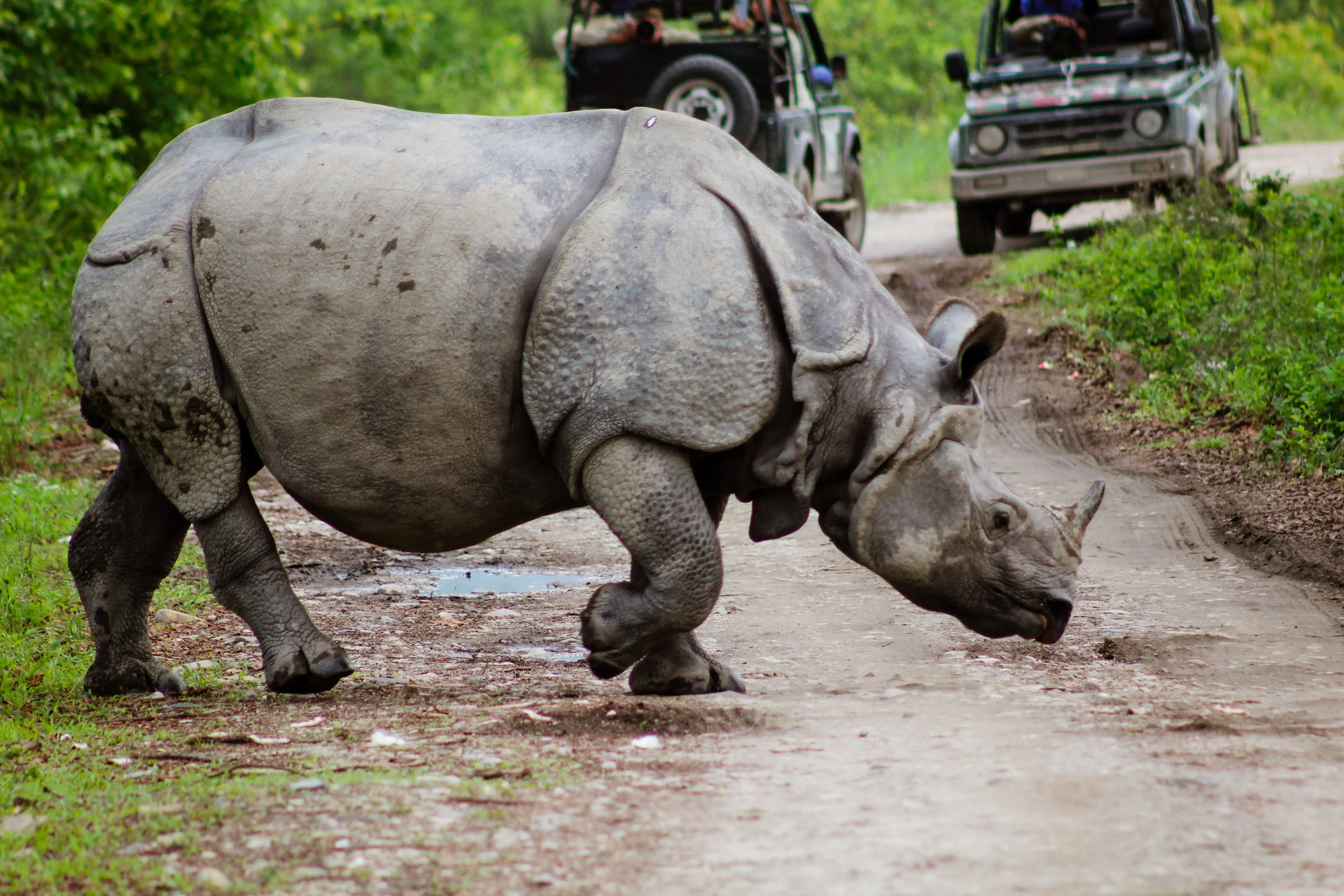 one-horned rhinoceros, Kaziranga National Park, Assam