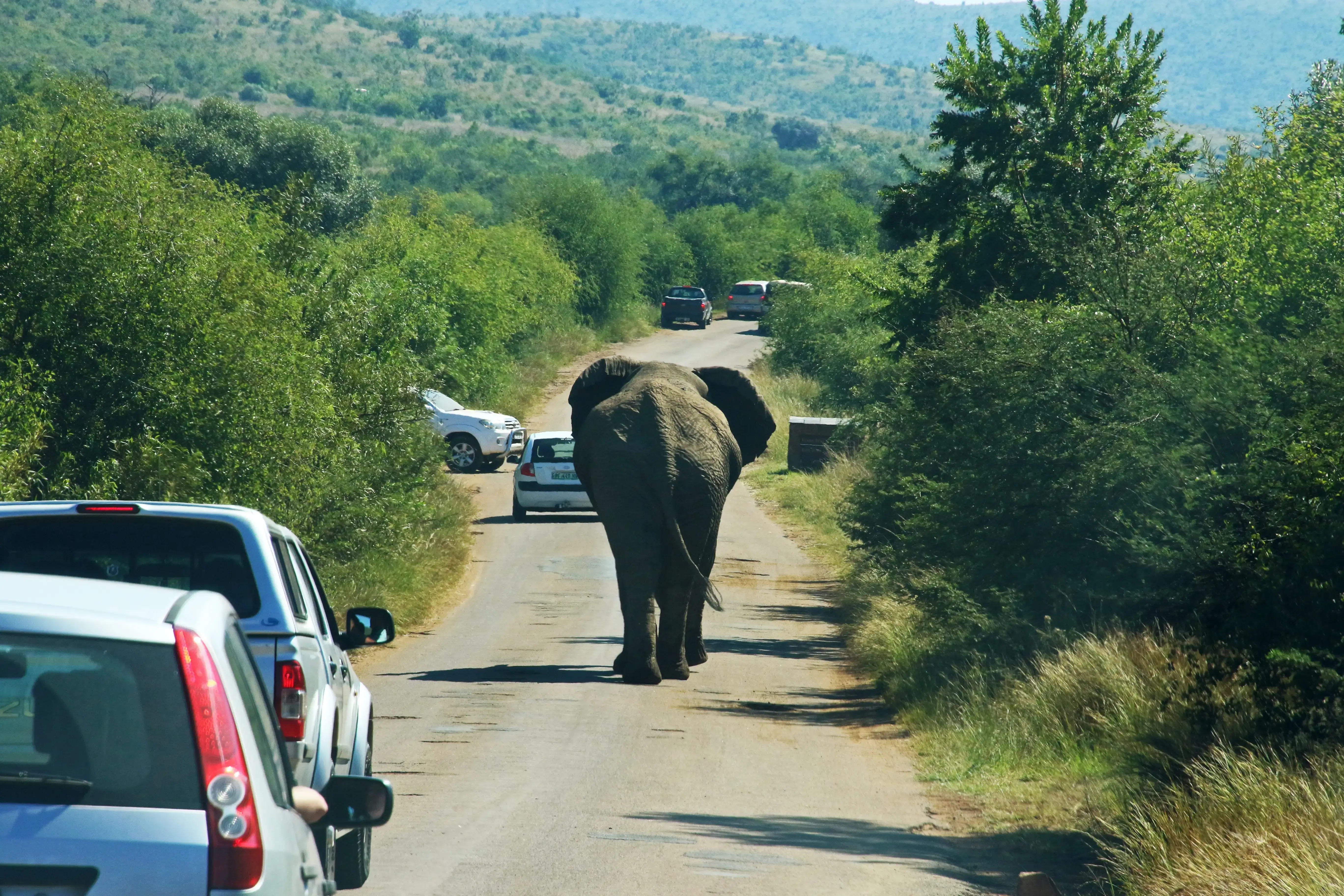 elephant crossing the road, walk in the wild, world elephant day 2023