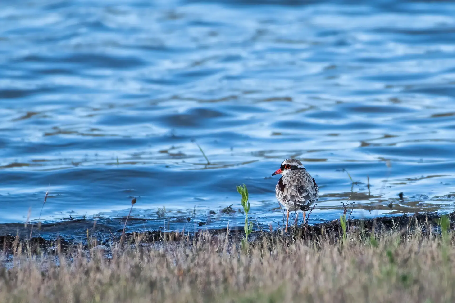 shorebirds