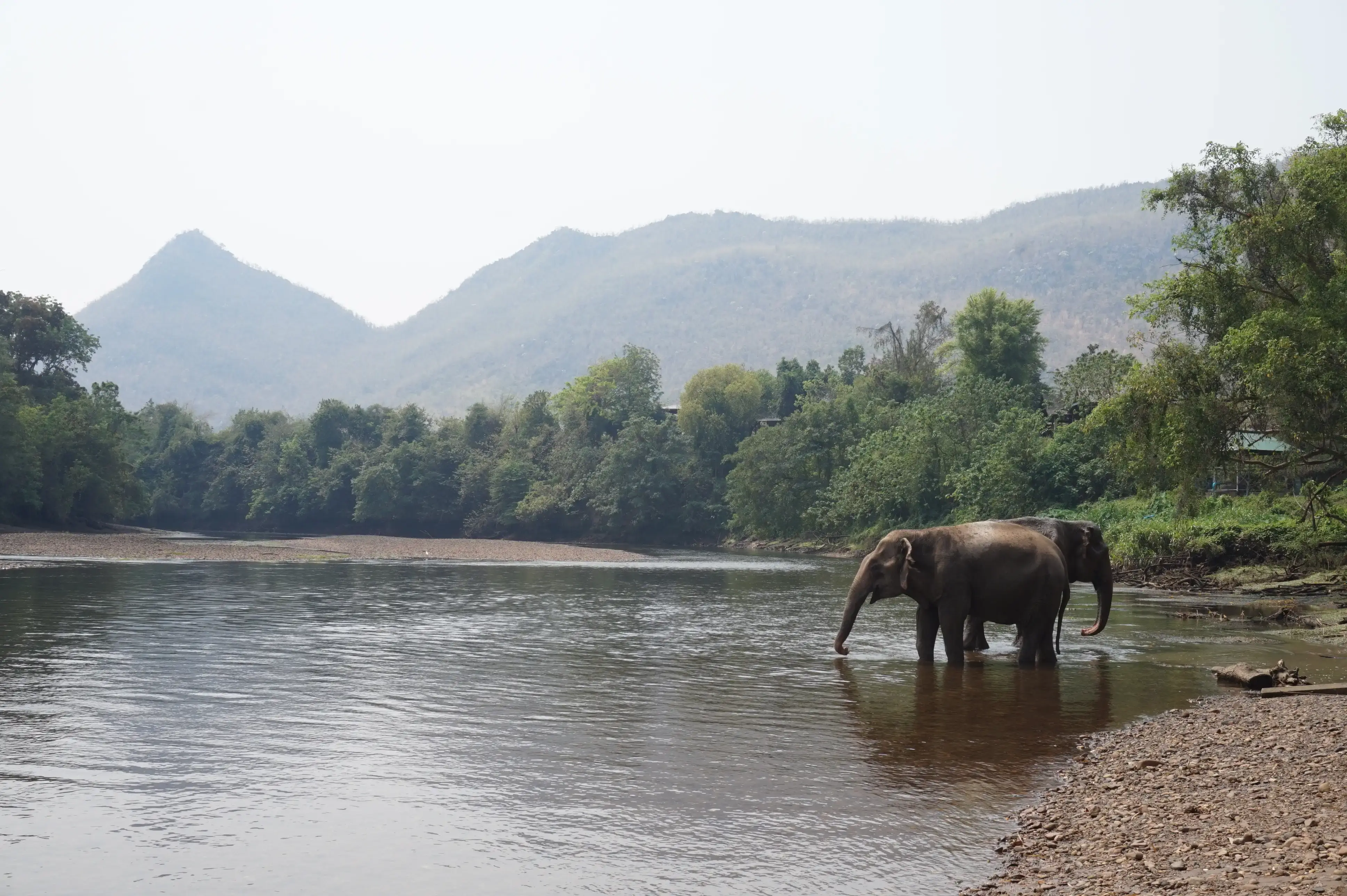 elephants in water, water hole census